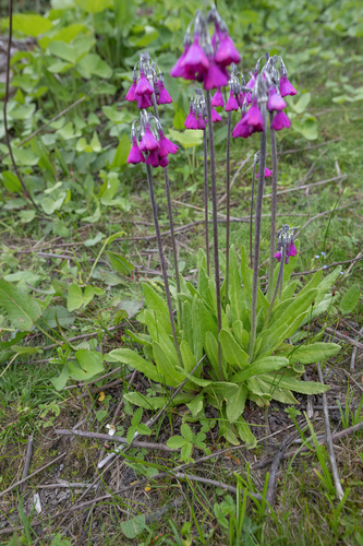 Primula secundiflora, photograph 3
