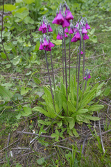 Primula secundiflora, photograph (c) Morten Ross, some rights reserved (CC BY)