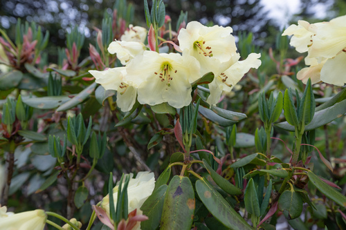 Rhododendron wardii, photograph 6