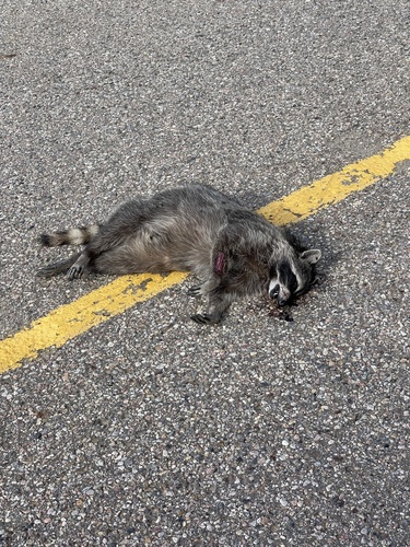 Common Raccoon