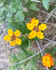 Lantana