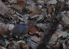 Crypturellus cinnamomeus