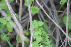 Hesperocnide tenella