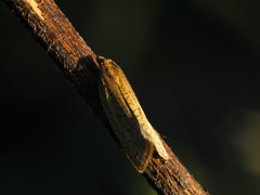 Clepsis senecionana