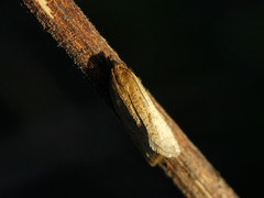Clepsis senecionana