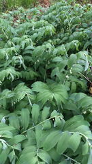 Polygonatum × hybridum
