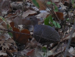 Crypturellus cinnamomeus