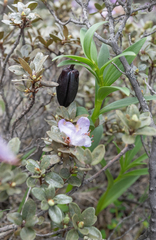 Lilium souliei, photograph (c) Morten Ross, some rights reserved (CC BY)