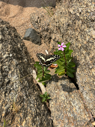 Citrus Swallowtail