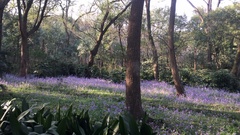 Orychophragmus violaceus