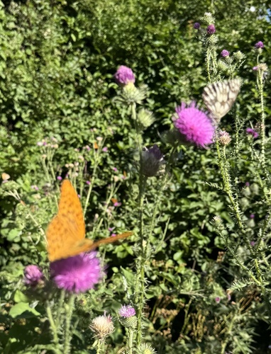 Silver-washed Fritillary