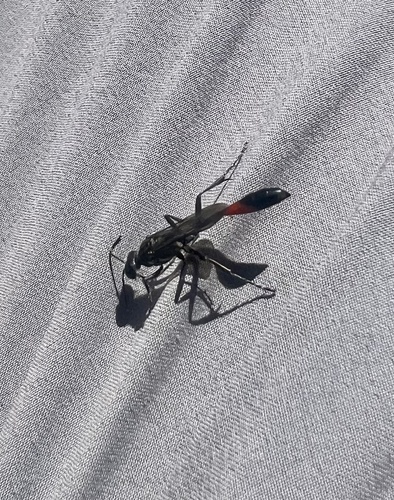 iNaturalist observation photo of Thread-waisted Wasps
