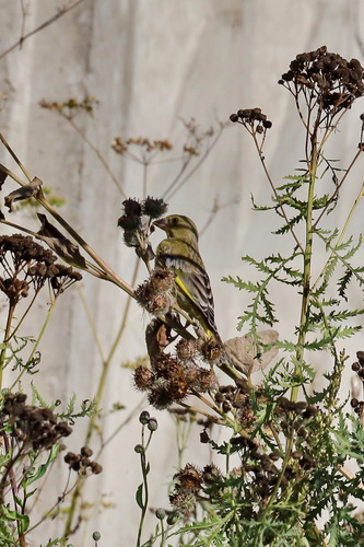 European Greenfinch