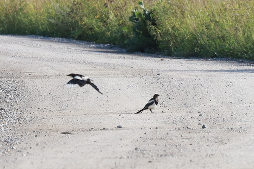 Eurasian Magpie