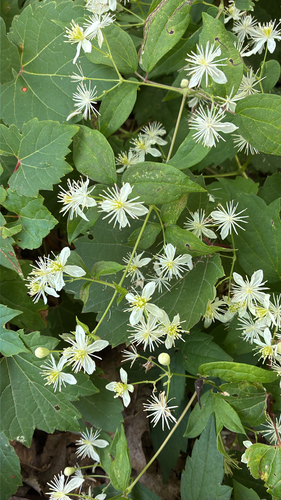 virgin's-bower