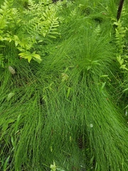 Eleocharis tortilis