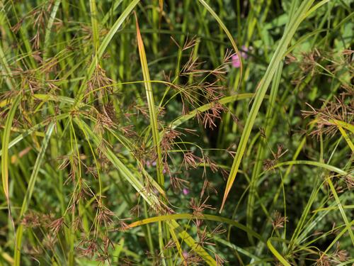 Cyperus longus, photograph 6
