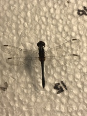 Erythrodiplax minuscula