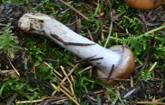 Cortinarius seidliae