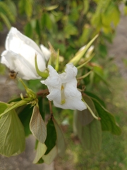 Bauhinia acuminata