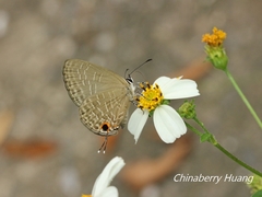 Jamides bochus formosanus