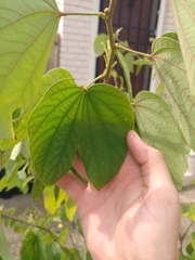 Bauhinia acuminata