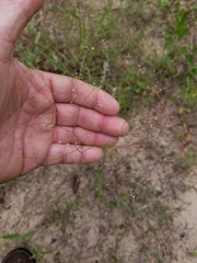 Spermolepis diffusa
