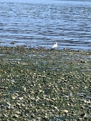 Larus brachyrhynchus