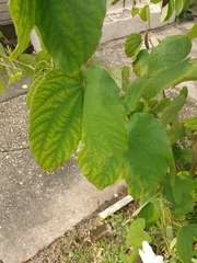 Bauhinia acuminata