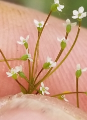 Spermolepis diffusa