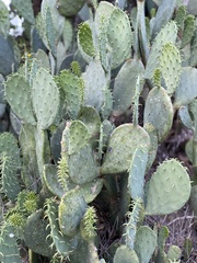 Opuntia