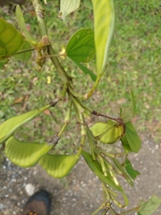 Bauhinia acuminata