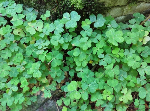 European wood-sorrel