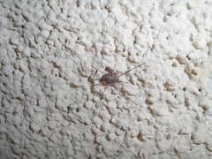 Lacinius horridus