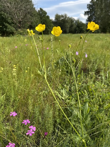 Ranunculus polyanthemos, photograph 5
