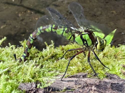 Southern Hawker
