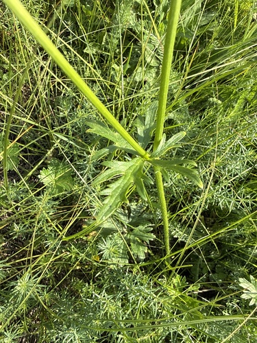 Ranunculus polyanthemos, photograph 6