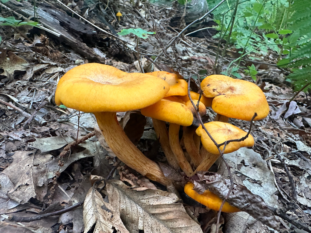 Eastern American jack-o'-lantern · August 2026 · photo: Photo: no rights reserved · iNaturalist