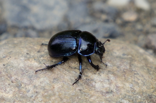 Woodland Dor Beetle