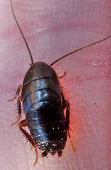 Parcoblatta virginica