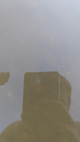 Common Freshwater Jellyfish