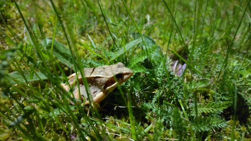 Moor Frog