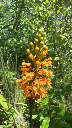 Platanthera chapmanii, photograph 2