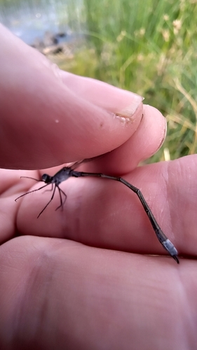 Common Spreadwing