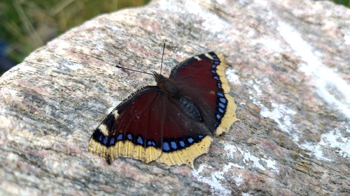 Mourning Cloak