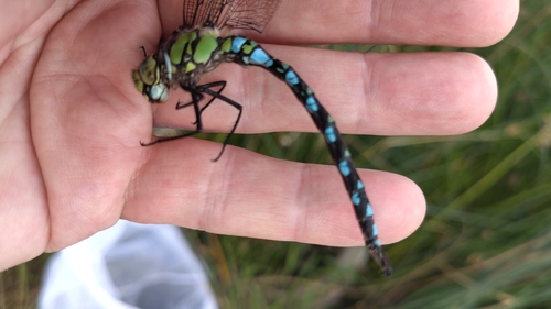 Southern Hawker