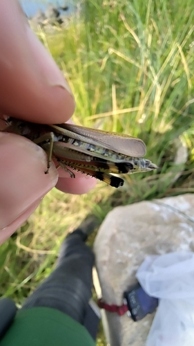 Large Marsh Grasshopper
