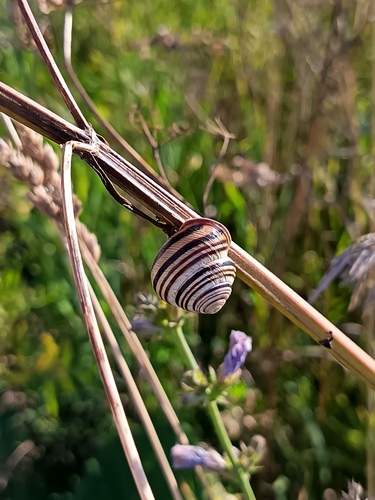 Vineyard Snail
