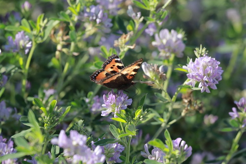 Small Tortoiseshell