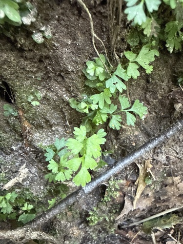 Adoxa moschatellina, photograph 3